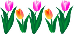 tulips-border